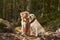 Labrador and Nova Scotia Duck Tolling Retriever Dogs Sitting on a Forest Path at fall