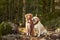 Labrador and Nova Scotia Duck Tolling Retriever Dogs Sitting on a Forest Path at fall