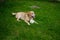 Labrador playing with ball