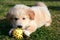 Labrador playing on grass