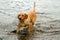 Labrador playing in a Scottish Loch