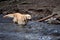 Labrador playing with tree branch