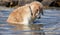 Labrador playing in the water having fun on the Italian beaches with a beautiful sea.