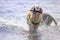 Labrador playing in the water having fun on the Italian beaches with a beautiful sea.