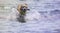 Labrador playing in the water having fun on the Italian beaches with a beautiful sea.