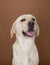 Labrador posing in a studio