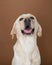 Labrador posing in a studio