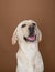 Labrador posing in a studio