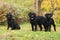 Labrador puppies