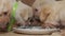 Labrador puppies eats from a plate