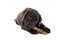 Labrador puppy chewing on bone