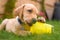 Labrador puppy chewing toy in garden