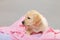 Labrador puppy covered by pink fabric on grey background