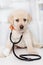 Labrador puppy dog with a bandage on its paw wearing a stethoscope