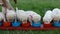 Labrador puppy dogs eating - child hands arranging them