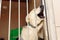 labrador puppy howling through shelter cage, sad emotional moment, adopt me concept, space for text