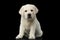 Labrador puppy isolated on Black background