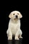 Labrador puppy isolated on Black background