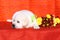 Labrador puppy on the orange background
