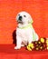 The labrador puppy on the orange background