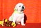 The labrador puppy on the orange background