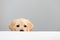 Labrador puppy peeking muzzle under white table on gray background with copy space.