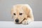 Labrador puppy peeking muzzle under white table on gray background with copy space. Curious puppy or dog