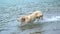 Labrador puppy play in the mountain lake. Running into the water. Slow motion. Dog of breed labrador retriever swims in the lake.