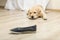 Labrador puppy playing with shoes on wooden floor