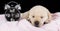 Labrador puppy sleeping on blanket with alarm clock