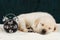 Labrador puppy sleeping on blanket with alarm clock