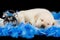 Labrador puppy sleeping on blue feathers with alarm clock