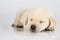 Labrador puppy sleeping on white shiny surface