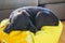 Labrador puppy sleeps sweetly