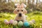 Labrador puppy wearing bunny ears among colorful eggs on green lawn