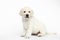 Labrador puppy on white background