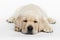 Labrador puppy on white background