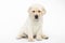 Labrador puppy on white background