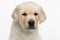 Labrador puppy on white background