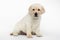 Labrador puppy on white background