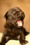 Labrador Puppy Yawning