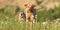 Labrador Redriver dog and Bulldog. Dog is running over a blooming beautiful colorful meadow