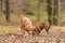 Labrador Redriver dog and Continental Bulldog together in a forest in the season autumn