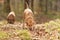 Labrador Redriver dog and Continental Bulldog together in a forest in the season autumn