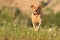 Labrador Redriver dog. Dog is running over a blooming beautiful colorful meadow