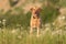 Labrador Redriver dog. Dog is running over a blooming beautiful colorful meadow