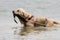 Labrador, rescue dog in the water