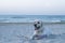 Labrador Retreiver on the beach