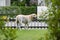 labrador retreiver dog at home fence