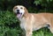 Labrador Retreiver Vizsla Hound mixed breed dog